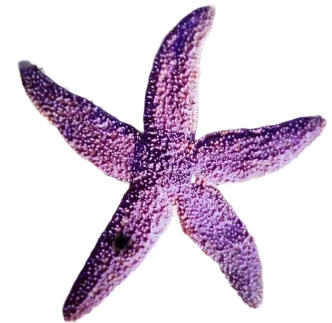 Akmonya